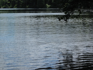 Appalachian Trail Bugs Appalachian Trail Bugs