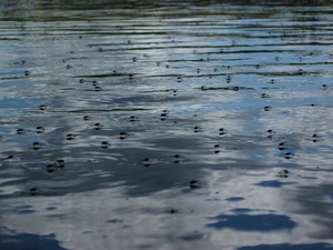Appalachian Trail Bugs Appalachian Trail Bugs