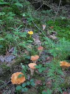 Appalachian Trail Fungus Appalachian Trail Fungus