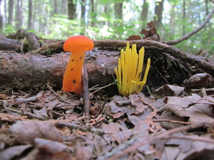 Appalachian Trail Fungi Appalachian Trail Fungi