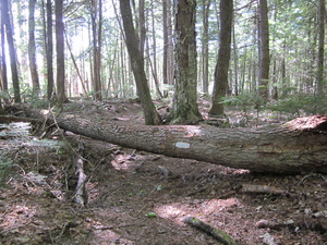 Appalachian Trail Appalachian Trail