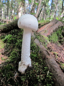Appalachian Trail Fungus Appalachian Trail Fungus