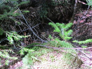 Appalachian Trail Appalachian Trail