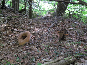Appalachian Trail Fungi Appalachian Trail Fungi