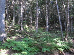 Appalachian Trail Appalachian Trail