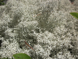 Appalachian Trail Lichen