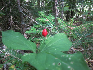 Appalachian Trail Red berry