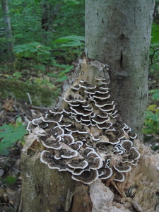 Appalachian Trail Fungus
