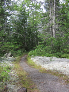 Appalachian Trail Lichen