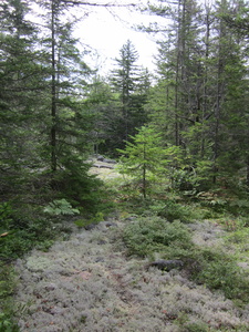 Appalachian Trail Lichen