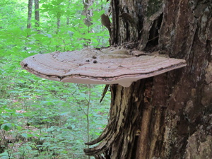 Appalachian Trail Fungus