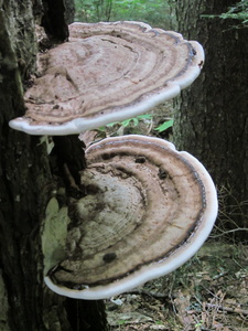 Appalachian Trail Fungus
