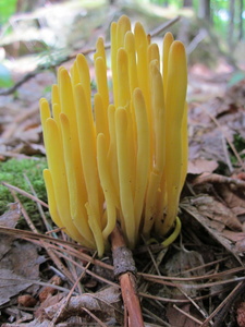 Appalachian Trail Fungus