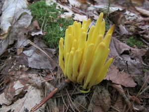 Appalachian Trail Fungus