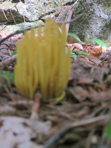 Appalachian Trail Fungus
